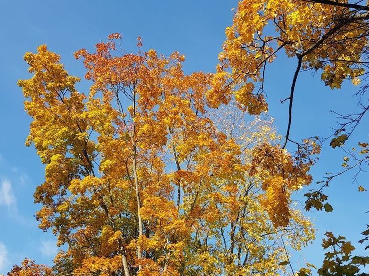 В Подмосковье сегодня будет температура на 3-4° выше нормы