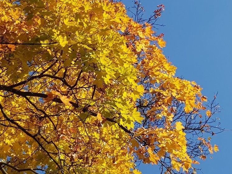 В Подмосковье рабочая неделя начнется с теплой и солнечной погоды