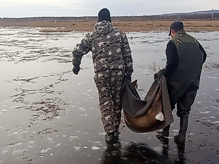 Косулю со льда озера Тасей спасли в Забайкалье