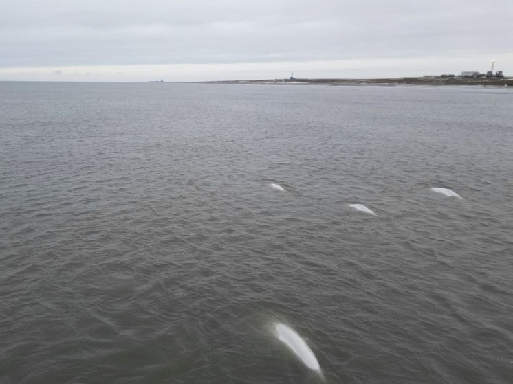 Семья белух порезвилась в воде возле ямальского месторождения