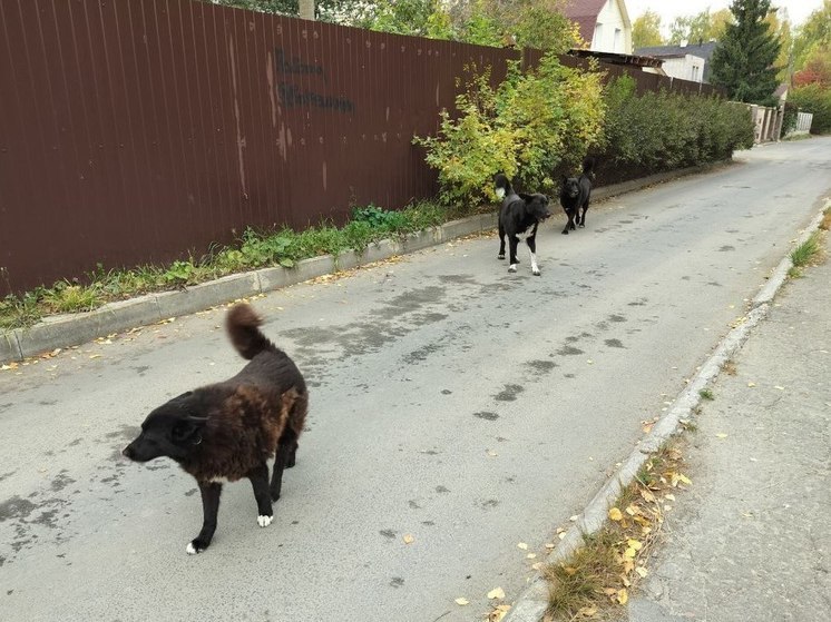 По Петрозаводску снова бегает небольшая стая бродячих псов, и это послужило поводом для разговора с руководителем городского приюта для животных