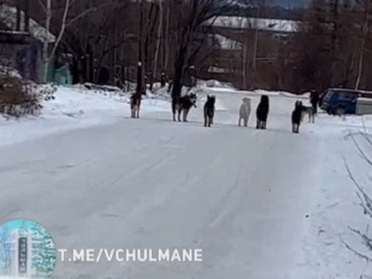 Жители якутского поселка, где собаки растерзали ребенка, пожаловались на прекращение отлова