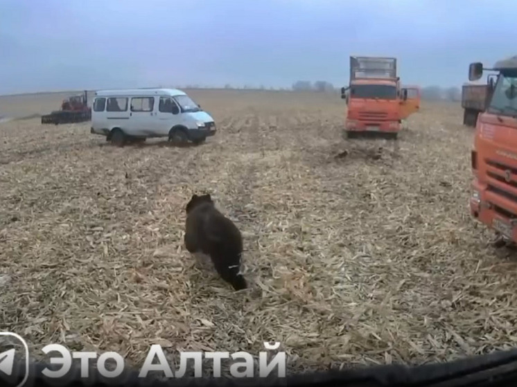 В Алтайском крае медведь вышел к людям в поле во время уборки урожая