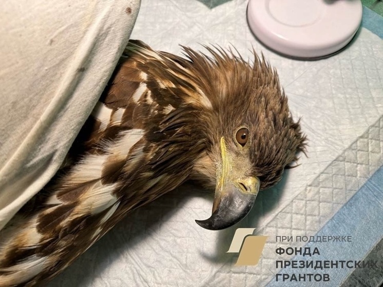 Мичуринские специалисты спасают жизнь орлана-белохвоста