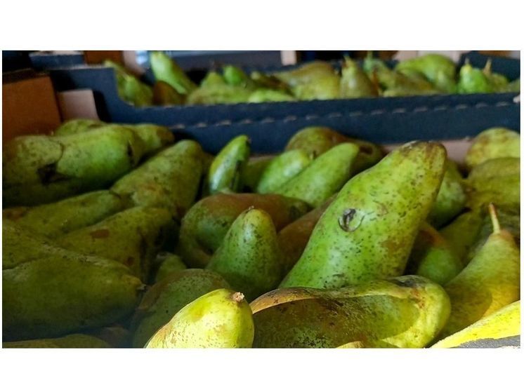 Смоленский Россельхознадзор не дал ввезти из Беларуси целую фуру зараженных груш