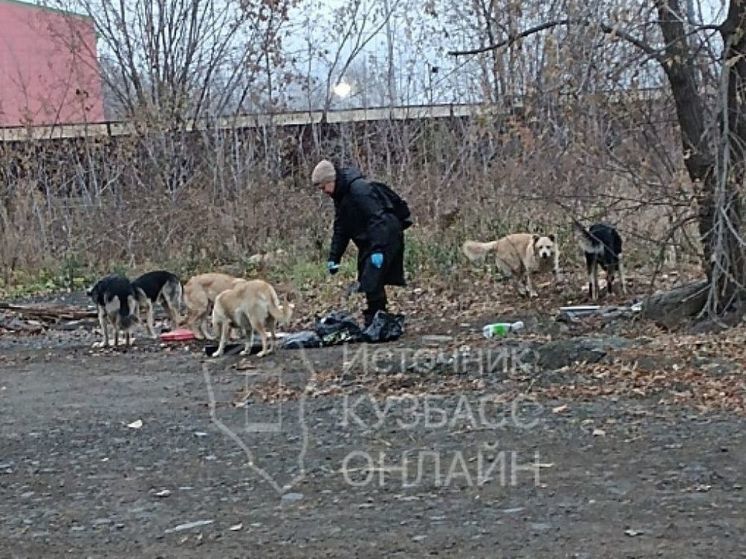 Большая стая собак поселилась рядом с больничным городком в Кемерове