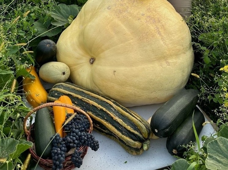 Тыква весом более 210 кг из Подмосковья выиграла гран-при