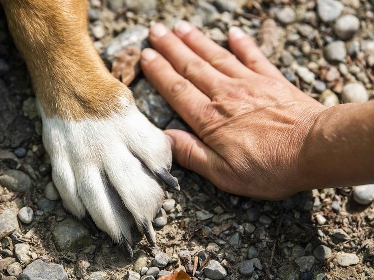 Кинолог посоветовал использовать светящиеся ошейники во время прогулки с собакой в темноте
