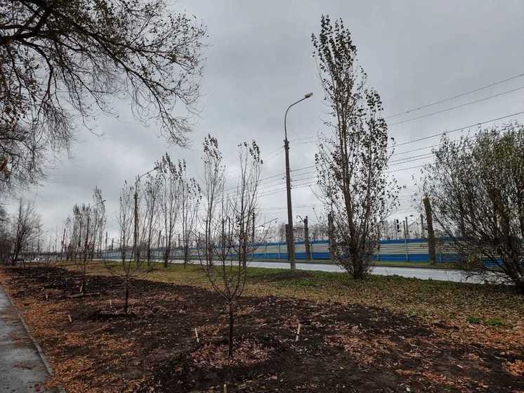 В Новосибирске на улице Первомайской высадили яблони и тополя