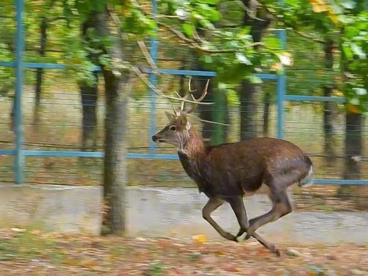 Нижегородский МинЛесХоз доставил трех оленей в ДНР