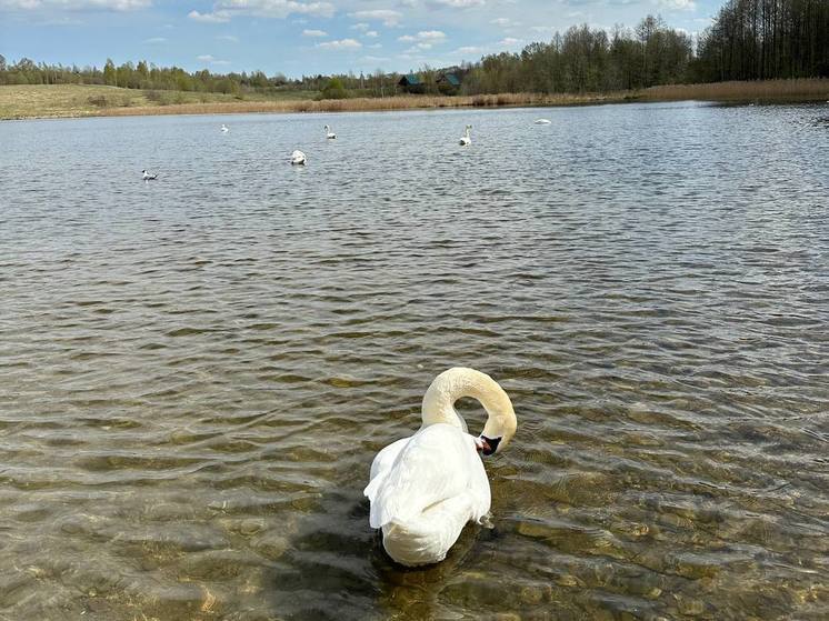 Новгородцы спасли раненого лебедя в Крестецком округе