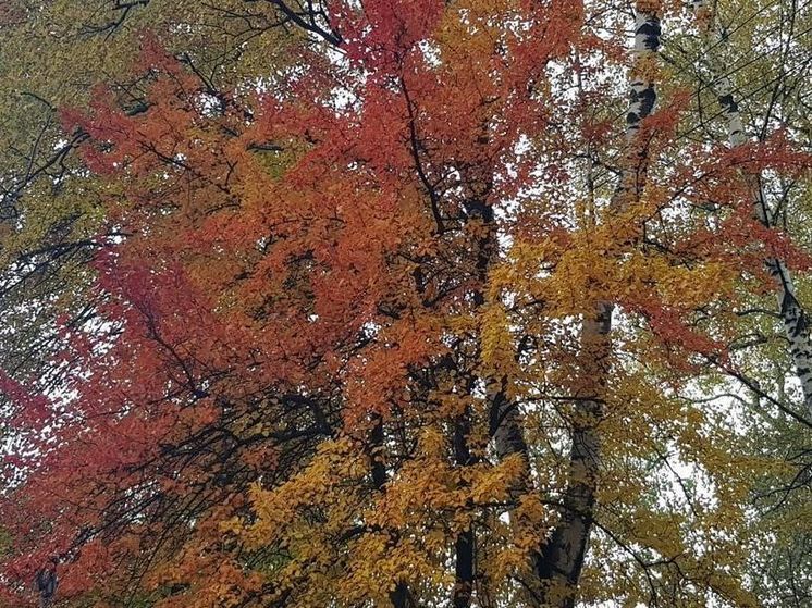 Дожди обещают в Подмосковье и в четверг