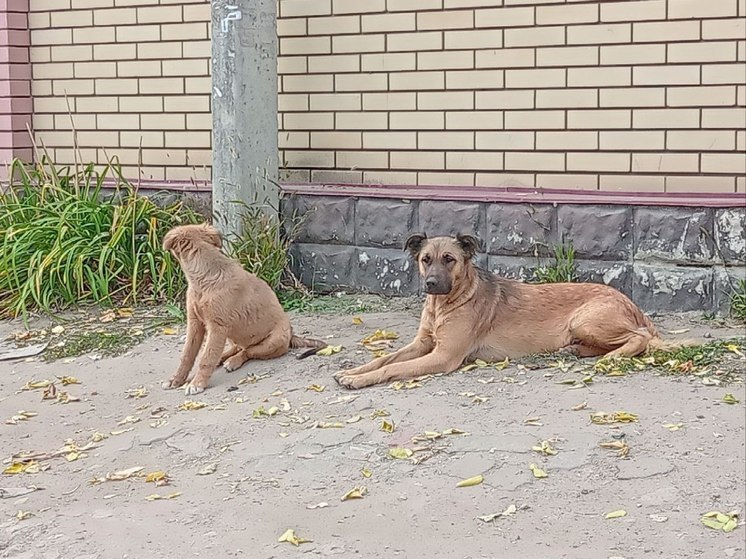 В Волжском районе Саратова поймают более 400 уличных собак