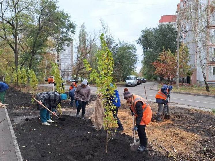 На проспекте Победы в Липецке высадили более 50 деревьев