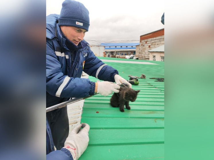 Уфимские спасатели вызволили упавшего в трубу котенка