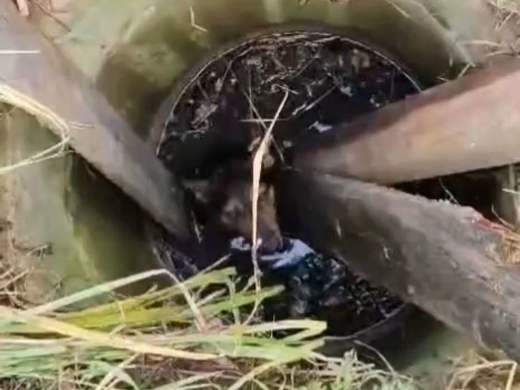 Спасателям пришлось вытаскивать 2 псов, угодивших в колодцы