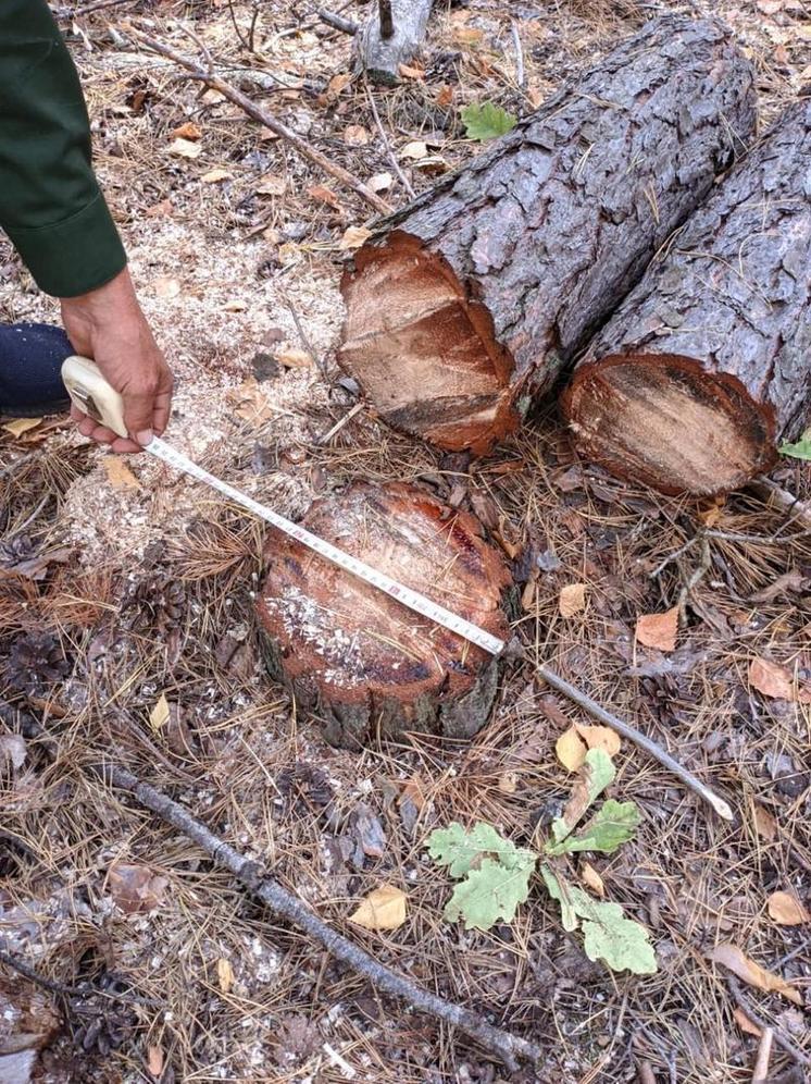 В Земетчинском районе выявили факт незаконной рубки сосны