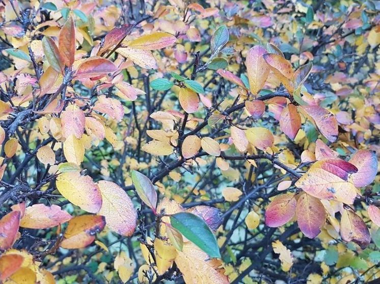 В субботу ночью в Подмосковье возможны локальные заморозки