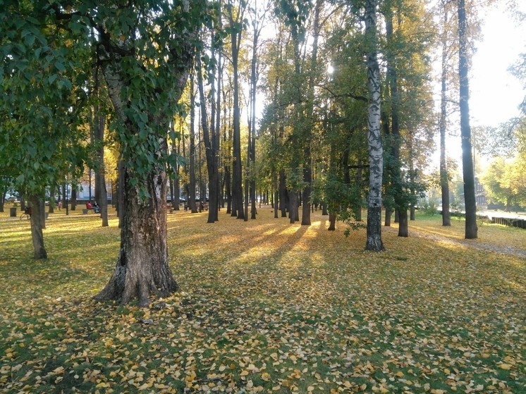 Пермяки могут выбрать деревья, которые заслуживают охранного статуса