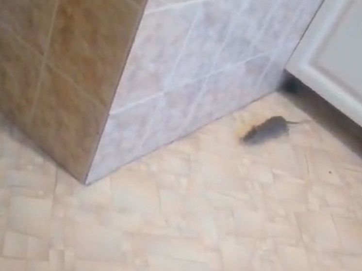 В Голицыно жители дома сообщают о нашествии крыс