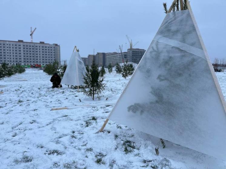 Молодые елочки в Салехарде укрывают от ветра и зимнего солнца