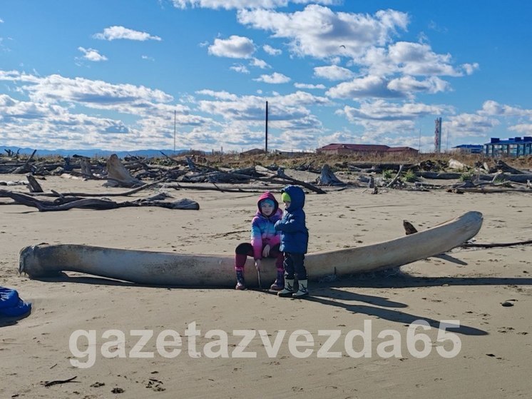 На побережье Сахалина вынесло кости гигантского морского животного