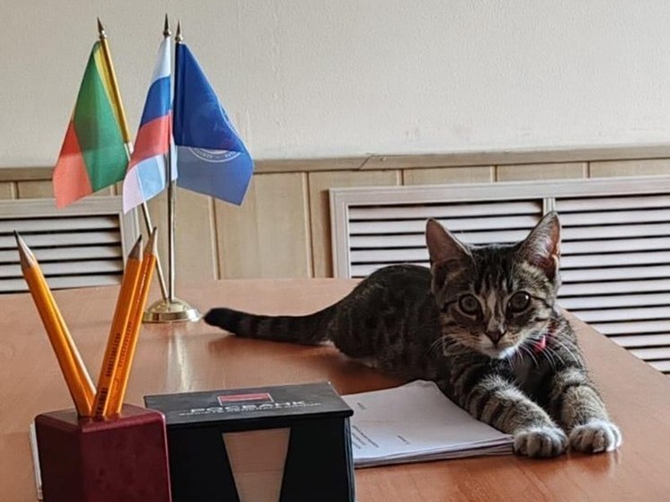 Кошка Кусандра стала четвероногим сотрудником ветстанции в Чите