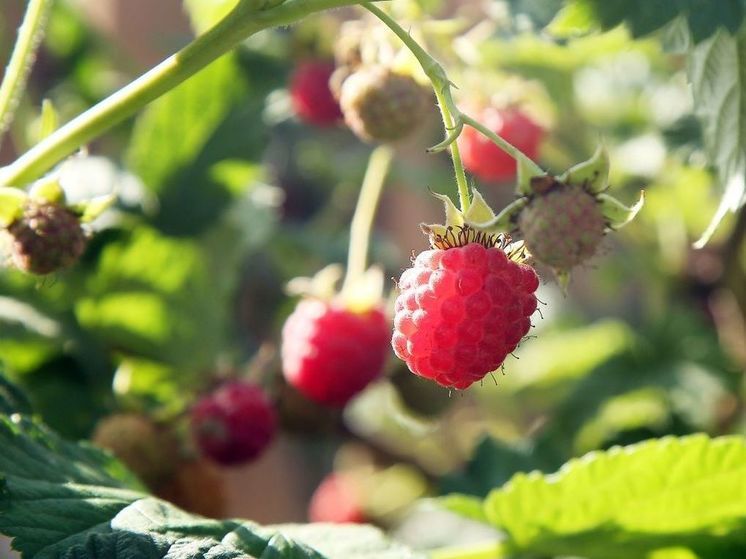 В Волоколамске зреет малина и цветут одуванчики этой осенью