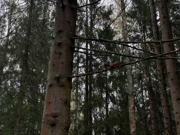 Калининградцы возмущены вырубкой многолетнего леса в Светловском округе