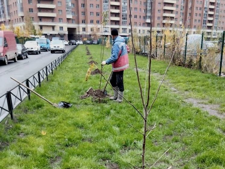 В Новом Оккервиле начали высаживать новые деревья