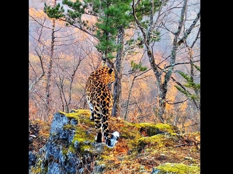 Задумчивый леопард попал на фотоловушку в Приморье