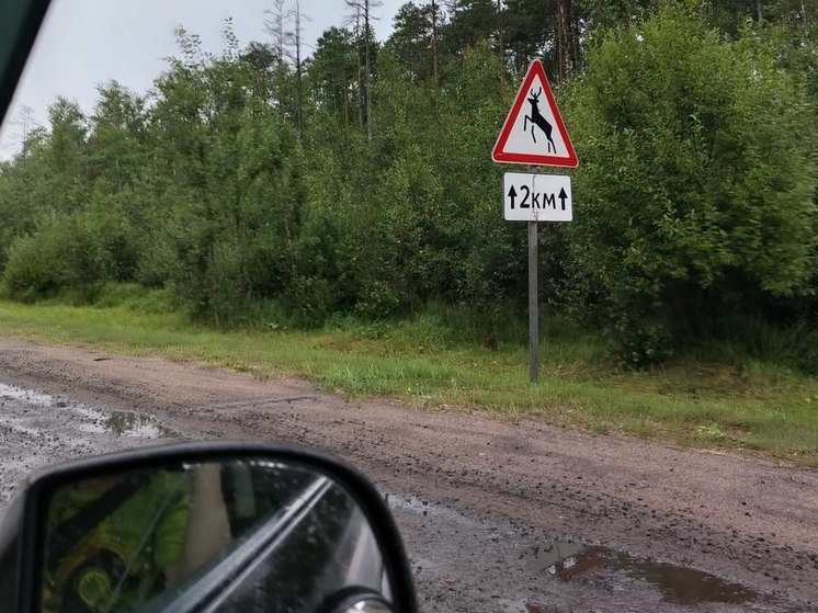 Рейсовый автобус сбил лося в Тосненском районе