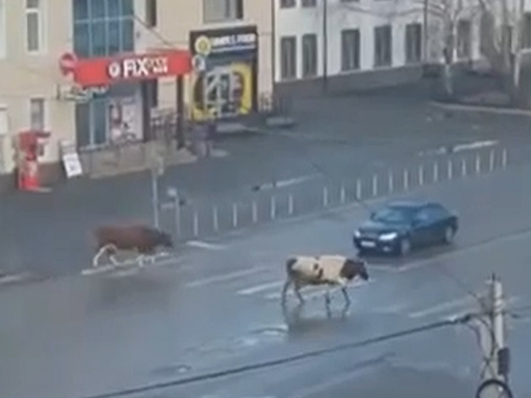 В Красноярском крае заметили коров, соблюдающих ПДД