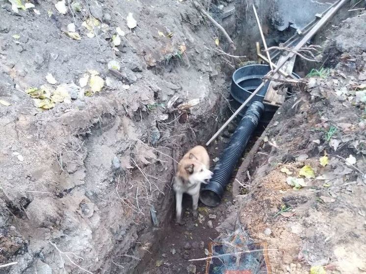 Спасатели в Тосно вытащили собаку, упавшую в траншею