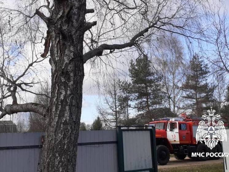 В Тверской области спасатели спилили большую березу, которую боялись люди