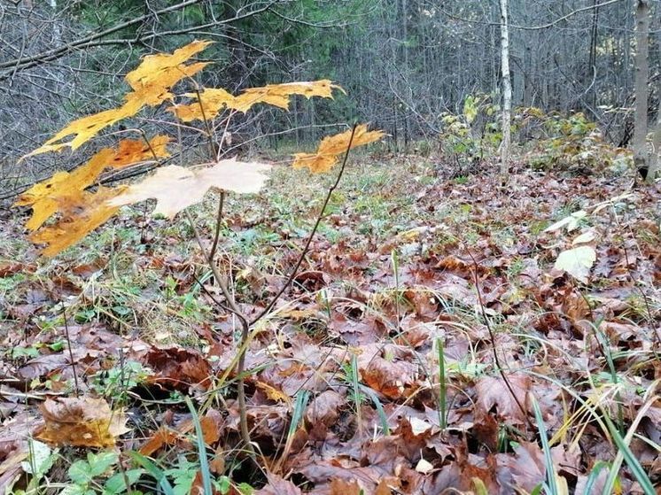Синие грибы заметила на своем участке жительница Подмосковья