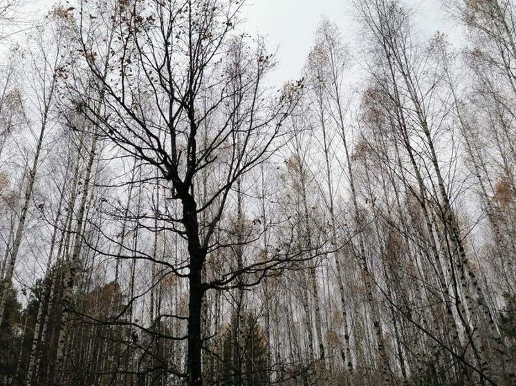 Ливни, снегопады, мощный ветер: штормовое ненастье ждут в Подмосковье