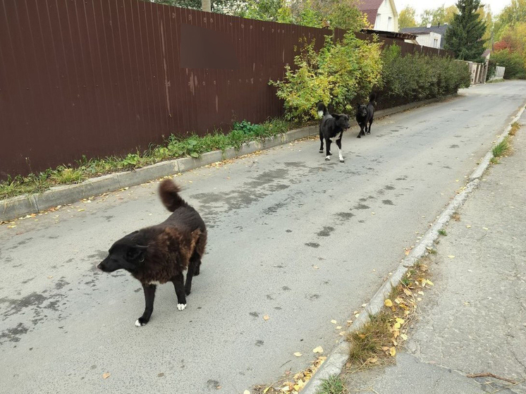 Бездомные собаки бродят по улицам Петрозаводска