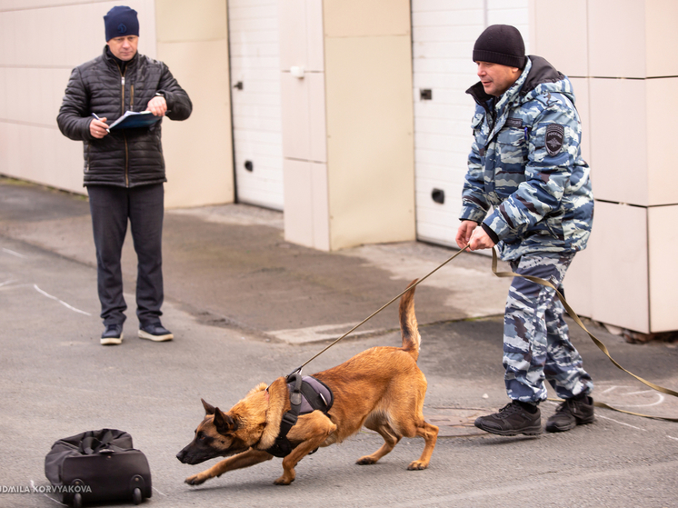 В Петрозаводске служебные собаки обнаружили запрещенные вещества