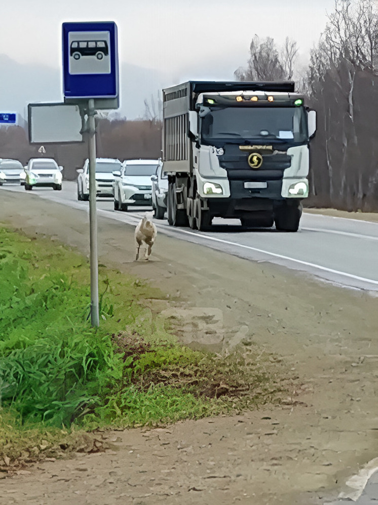 Одинокий испуганный баран был замечен на трассе в Анивском районе