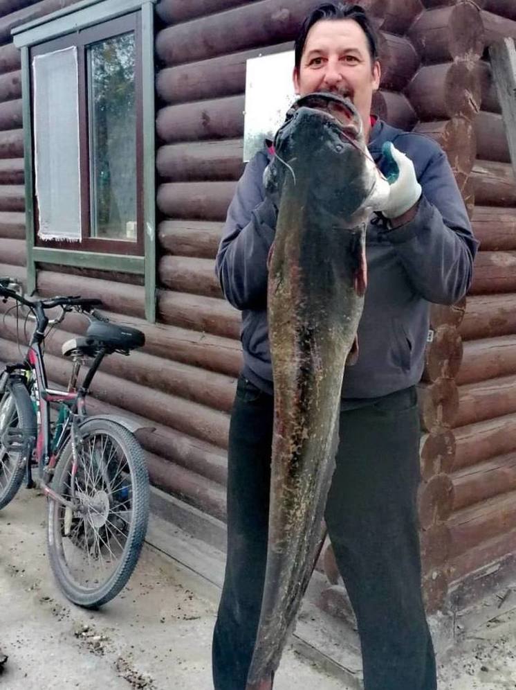 Огромного сома выловил нижегородец в Оке