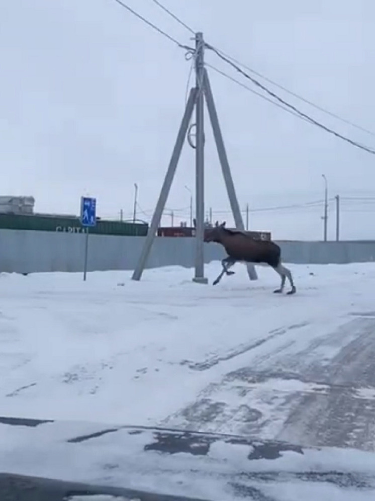 В Тазовском лось, спасаясь от хищников, забежал на стройку