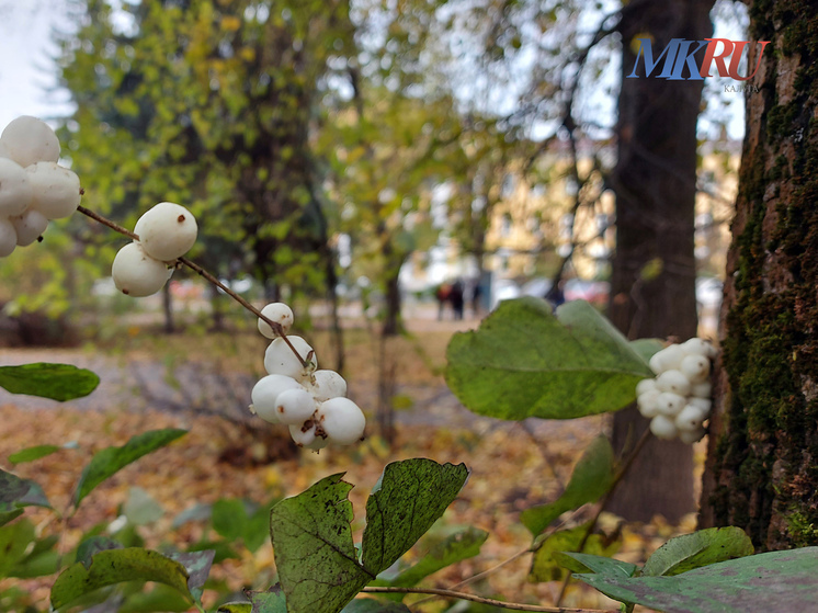 Понтонный мост в Калуге не спешат убирать из-за огородников