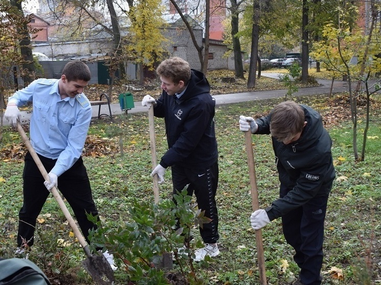 Барбарис и черноплодку высадили в сквере на улице Павлова в центре Рязани