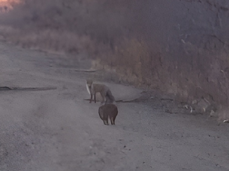 Амурский лесной кот повстречался с молодой лисой в Амурской области