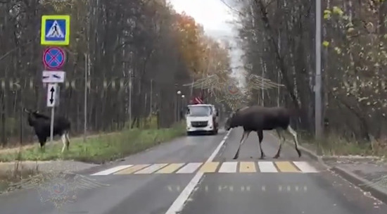 Лоси, соблюдающие ПДД, попали на видео в столице