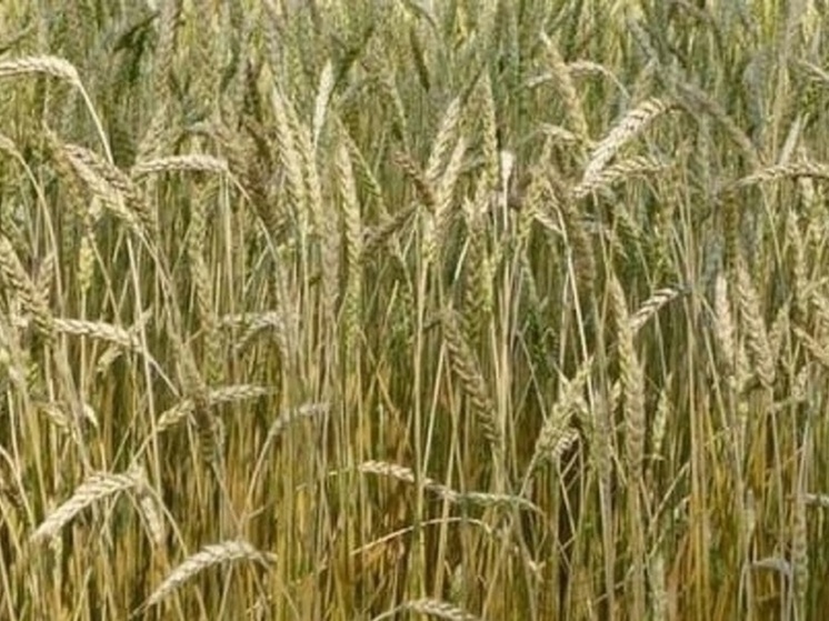 В Омской области завершена уборка картофеля и зерновых культур