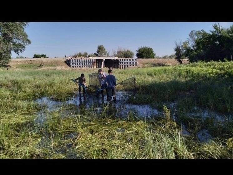 Молодые астраханцы помогают рыбе добраться к открытым водам из стоячих водоёмов