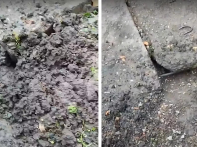 Котят замуровали в асфальте под Новосибирском