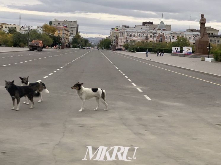 Щеглова назвала причину множества бездомных собак на улицах Читы